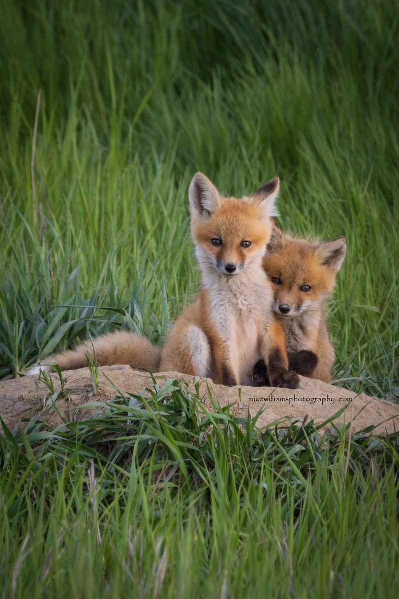 Cute young Red Foxes in northeast Montana. #mikewilliamsphotography #montanamoment #redfox #nature #wildlife #canon #canonusa #canonphotography #canonr7