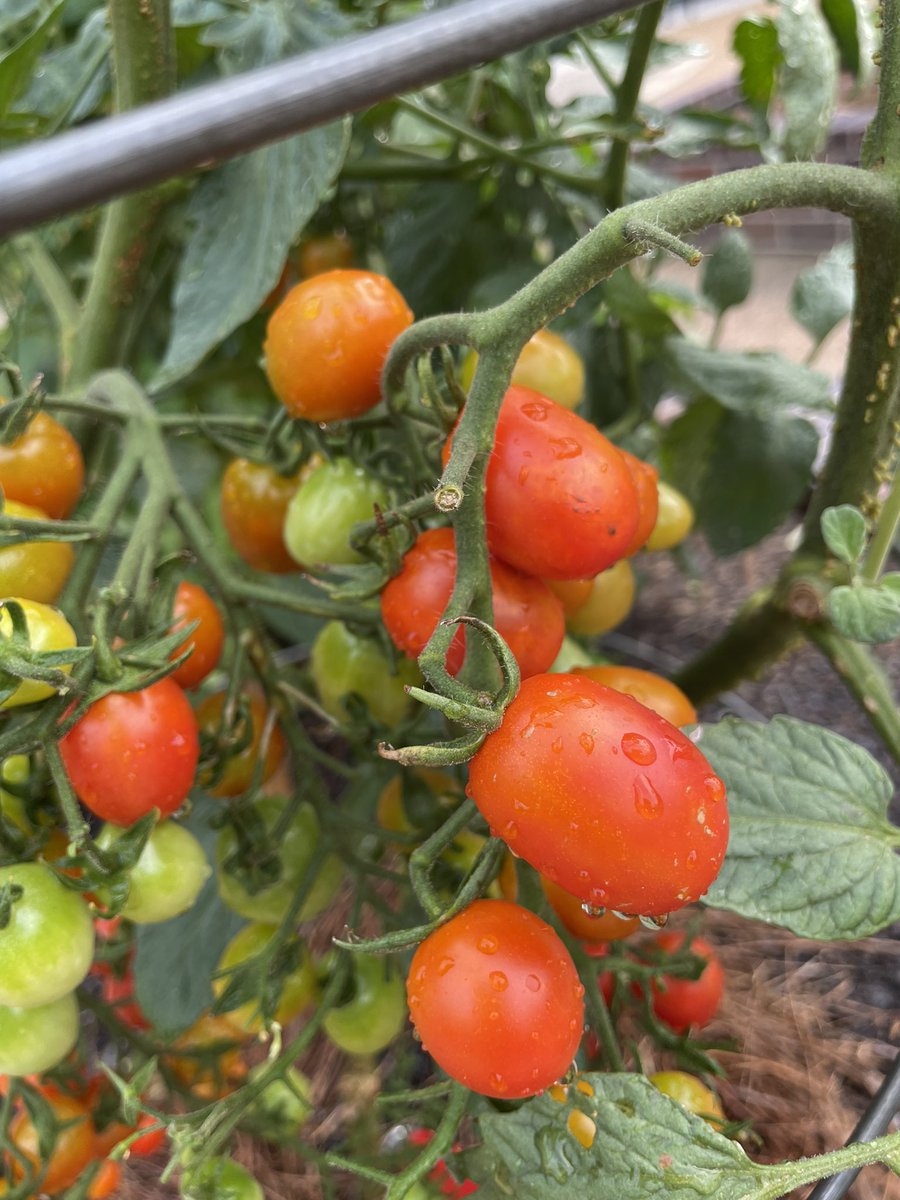 Good morning from @FrostwoodElem! It’s the last Garden Day of this school year & there are crops to harvest!!! @readygrowgarden @HillaryHiler #harvest #tomatoes #peppers