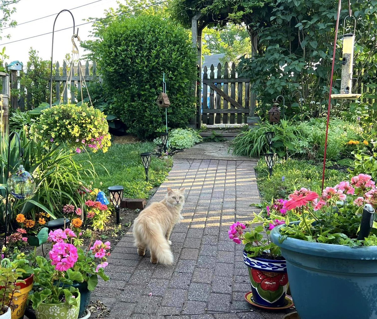 My friend Mollie surveying her beautiful garden. Anyone else have spring flowers in bloom?