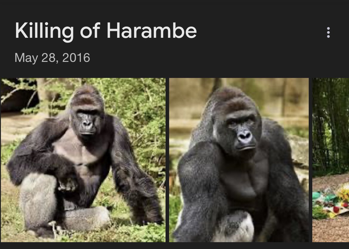 Eight years ago, we lost a legend, and the world began its downward spiral.  

RIP Harambe.