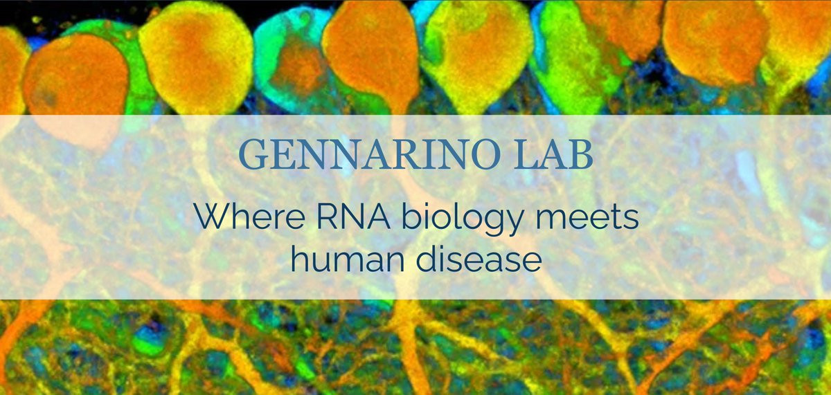 The Gennarino Lab is looking for scientists! Are you a curious, ambitious, and motivated scientist who love to dive inside complex biological questions aimed to understand the mechanism of neurological diseases? Then we are looking for you. Visit our website to learn more.