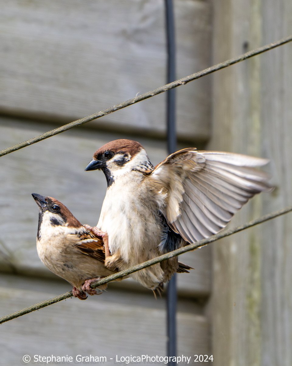 A pair of mating Tree Sparrows - RSPB Bempton Cliffs. #TwitterNatureCommunity #TwitterNaturePhotography