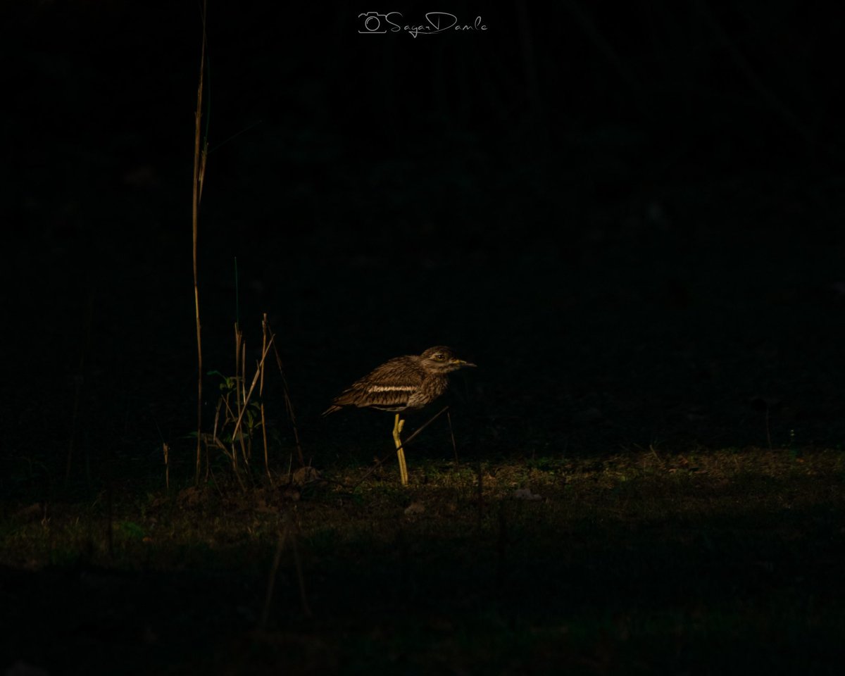 Let’s see who can guess the exposure at which this image was clicked. Also, let’s see who all guess the bird right. Second Q is relatively easy 😉