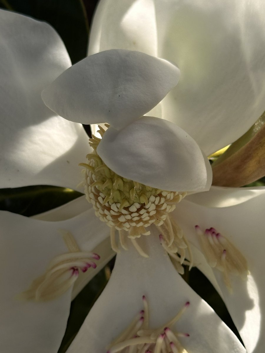 Bloomin’ their hearts out! #knoxvilletennessee