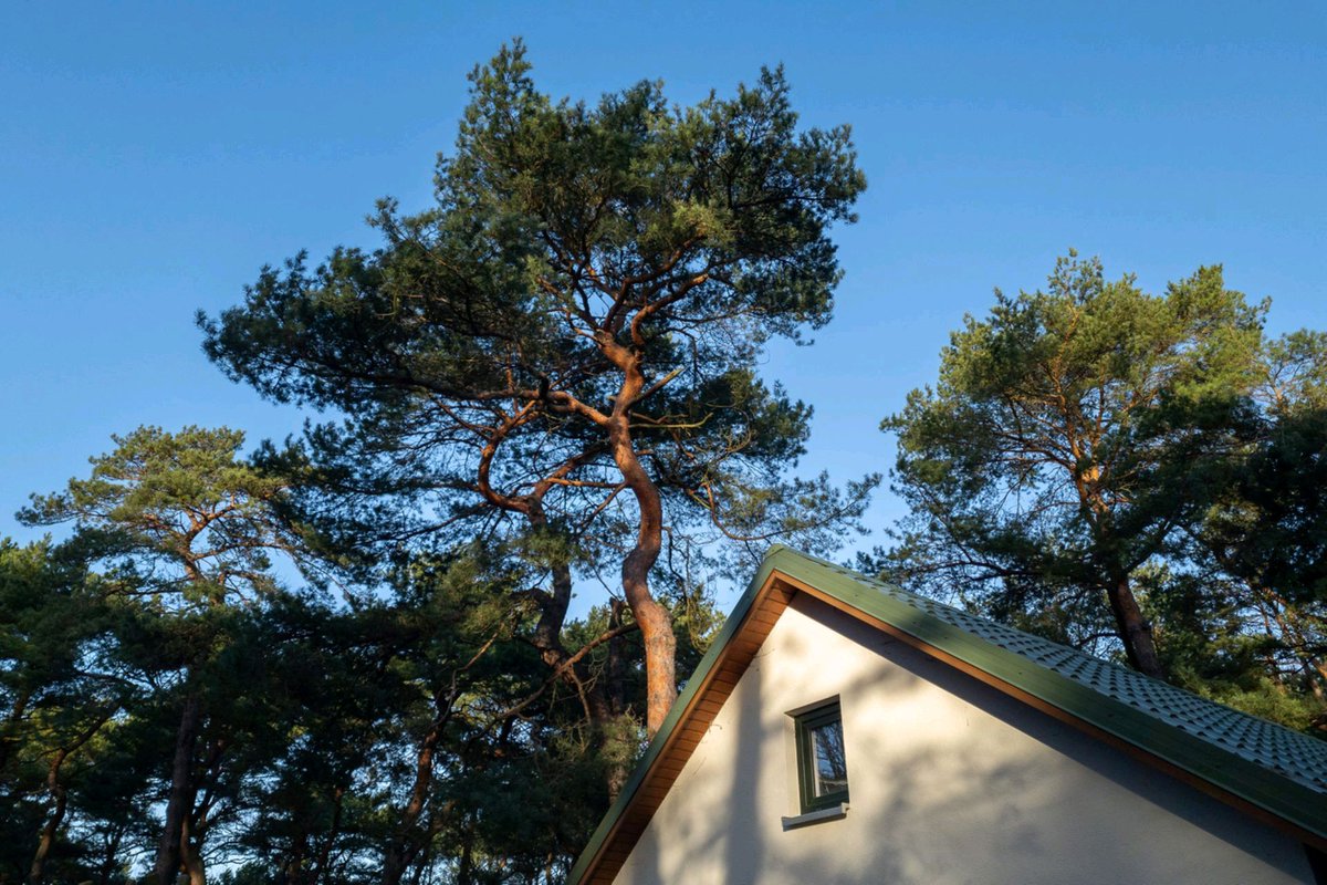 Drone photo of elderly woman's forested property surrounded by new development gains support online: 'Glad she's standing her ground' bit.ly/4bv4bMO