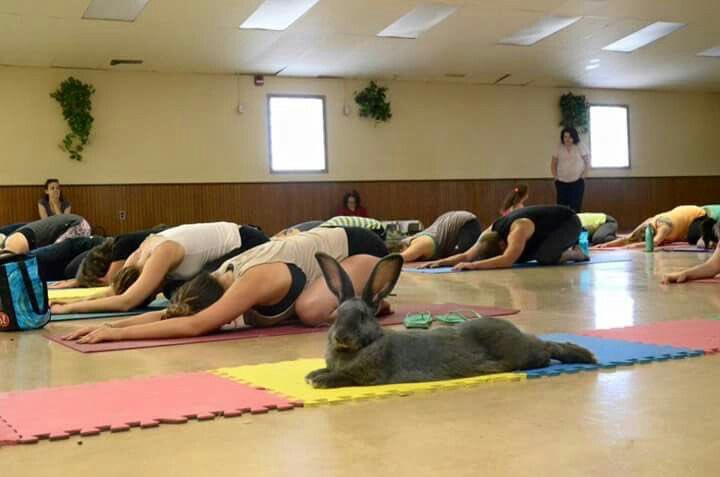 Why you should have a rabbit (@shouldhaverabit) on Twitter photo 