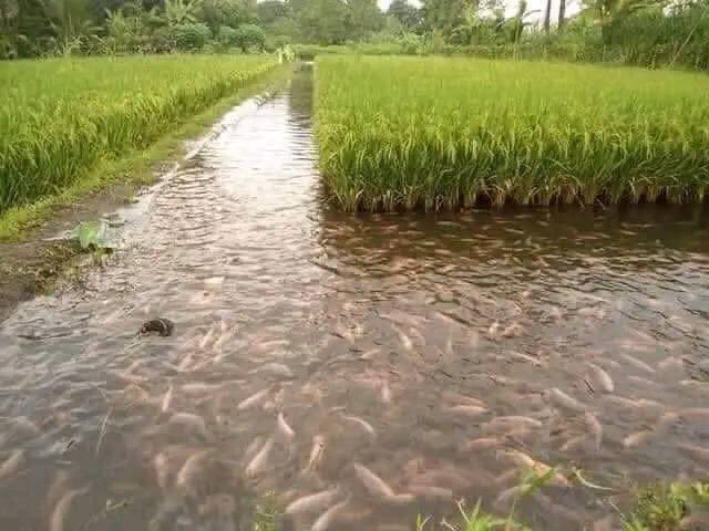 La technique de culture du riz et du poisson en Indonésie est une pratique agricole durable utilisée depuis des siècles, pratiquée aujourd’hui dans environ 20 % des rizières indonésiennes. Elle consiste à cultiver du riz et du poisson ensemble dans le même champ.

Les poissons