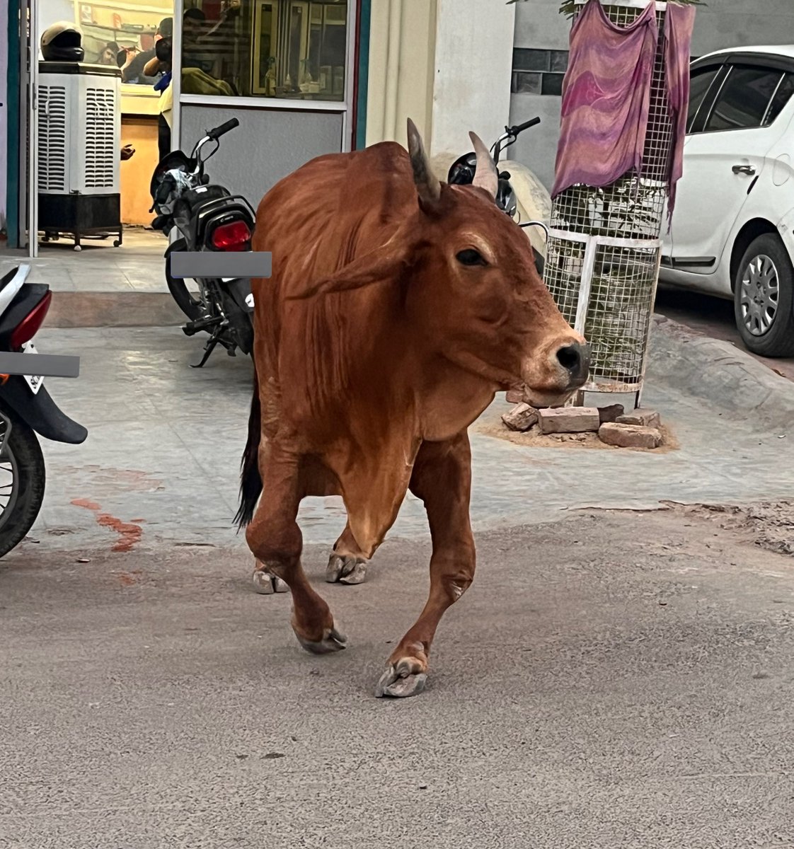 Any gau sevaks in Bikaner who can actually come and take care of this cow suffering with arthritis? I called one a week back and they asked me to inquire if the animal is abandoned (they don’t interfere if there’s an owner). I went back to the location, spotted the cow and