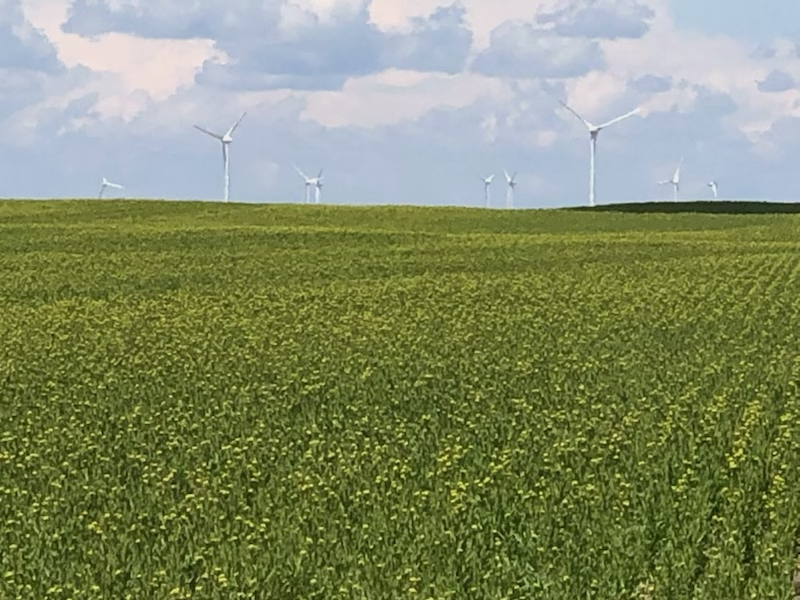 Yield10's winter #Camelina planted last fall in southern Alberta is starting to flower 

$YTEN #agtech #agriculture #farming
