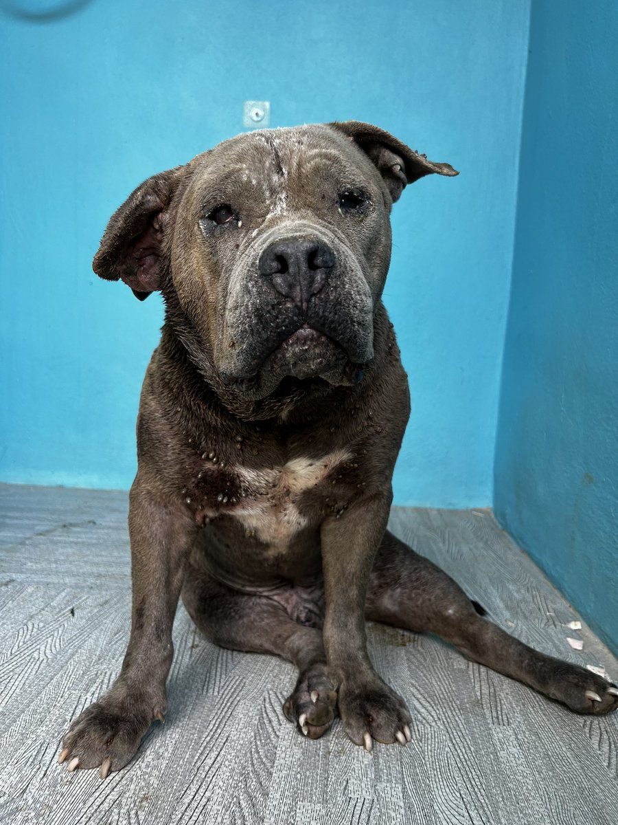 NiallHarbison's tweet image. This is Mr Big. He is a street dog who was very down on his luck when I got a message about him last night. 

He arrived in agony and totally broken but his future will be bright (1/6) 🧵