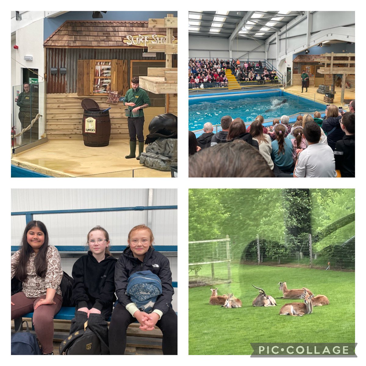 A great time at Blair Drummond Safari Park today. Not even the rain ruined the fun for P4-7🐒🐘🦁🦏