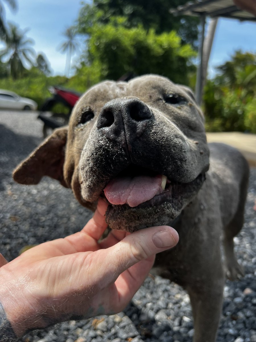 We can’t heal Mr Big in a day but give us a week and we’ll turn that frown upside down. He’s a big soft natured big goofy boy. He was very down on his luck and would have died soon in that toilet. Mr Big was down but he’s not out 🥊 (6/6)