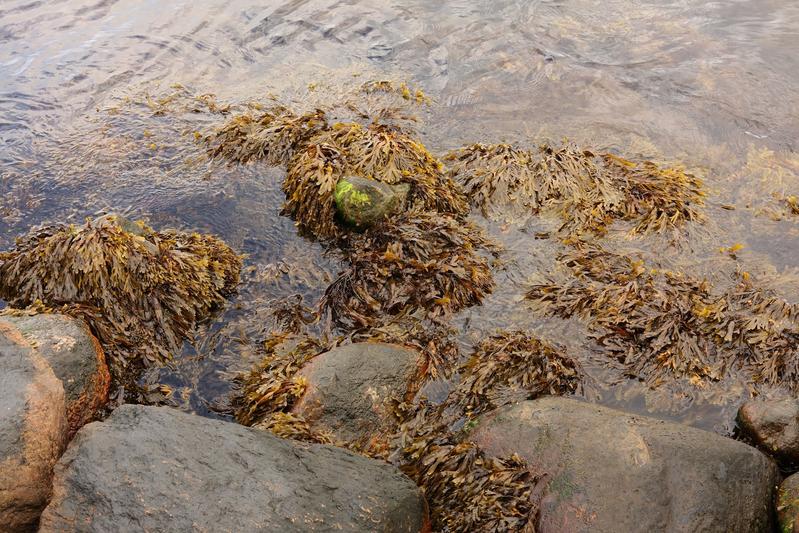 Seetang und Kohlenstoffspeicherung
Eine bahnbrechende Studie eines internationalen Forscherteams, zu dem auch zwei Wissenschaftler des Helmholtz-Zentrums Hereon gehören, hat die Rolle von Algen bei der Speicherung von Kohlenstoff im Meer aufgezeigt....
nachrichten.idw-online.de/2024/05/28/see…