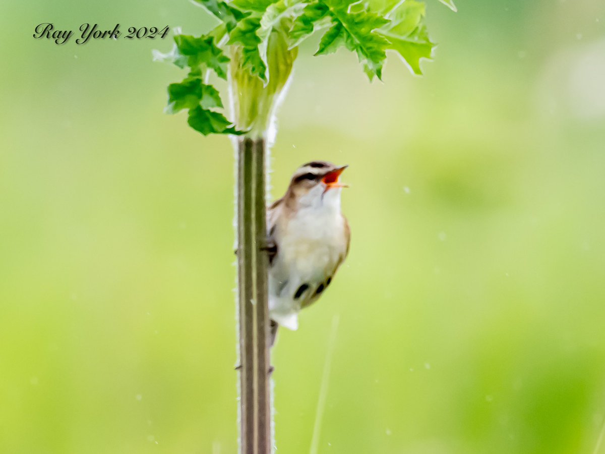 “Singing in the rain”. 
A Sedge Warbler at @RSPBFrampton today.