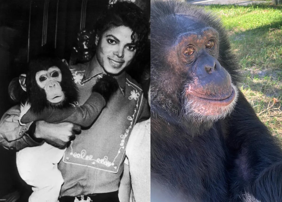 Michael Jackson's chimpanzee 'Bubbles' is still alive at 40 years old and living at the Center for Great Apes in Florida.