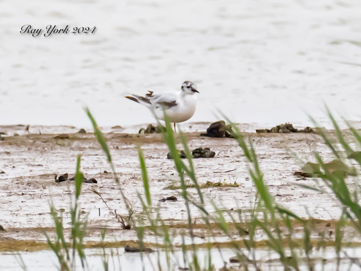 Journey back from a great weekend in North Yorkshire today and stopped off for a lunch break at @RSPBFrampton . Despite the wet weather picked up the Lesser Yellowlegs straight away. Also Little Gulls, Little Ringed Plover, Spoonbills and Whooper Swan still present.