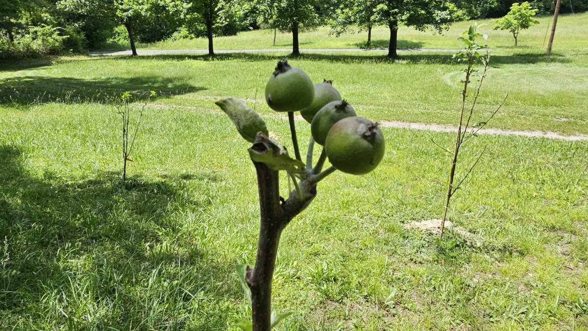 Virginia apples coming soon. This is my first experience with fruit trees, so we shall see! May expand greatly over the cold months if this year goes well... Pumpkins go in the ground in 2/3 weeks in time for fall! #Grow24