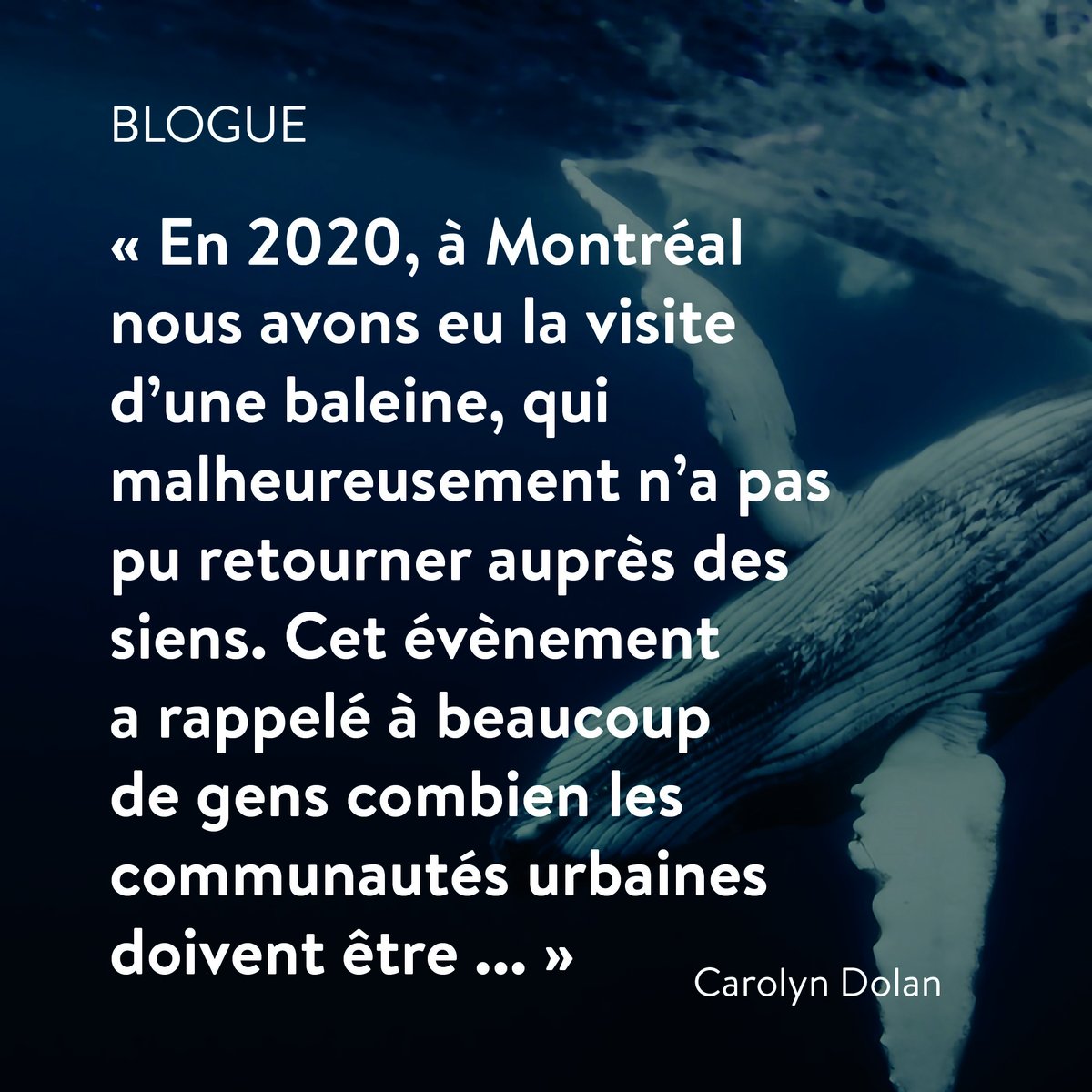 [BLOGUE] 🐋 Saviez-vous que la Semaine de l'#océan se déroule du 1er au 9 juin ?! 🦀 🦑 Retenez votre souffle et ouvrez grand les yeux, nous vous emmenons sous l'eau à la découverte d'un #écosystème bien plus riche qu'il n'y paraît ! jourdelaterre.org/qc/blog/2024/0… #biodiversité #mer