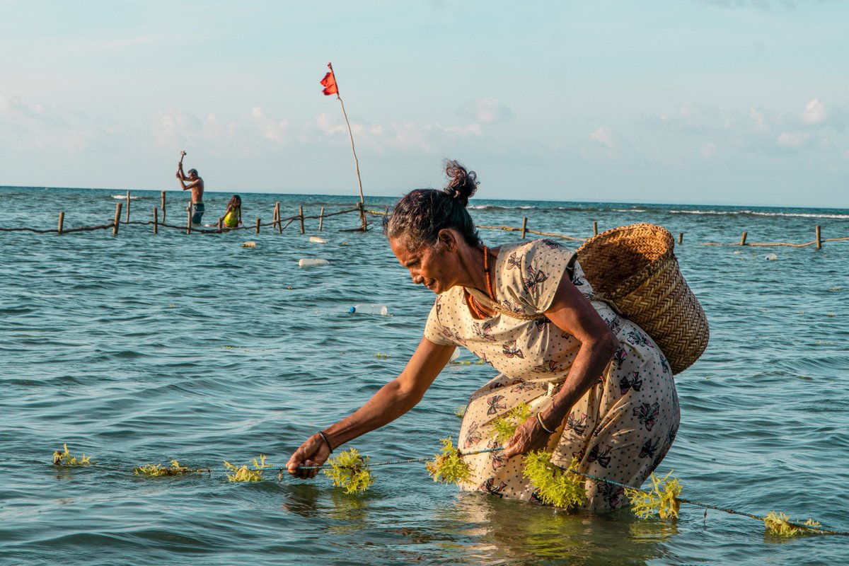 Today we launched with @theGEF a new $135M Blue & Green Islands Integrated Programme, which emphasizes the key role of nature & expands nature-based solutions to combat environmental degradation in:

▪️Urban development
▪️Food production
▪️Tourism

go.undp.org/Z7S

#SIDS4