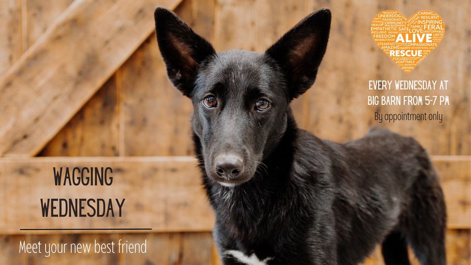 Hey #Chicago! .@aliverescue Wagging Wednesday #dogs #Adoption #Event 

Wednesday 5/29, 5 - 7 PM #Wisconsin 

#AdoptDontShop #AdoptDontBuy #adoptaseniorpet #AdoptAShelterPet #AdoptAShelterDog #pets 

facebook.com/events/7985745…