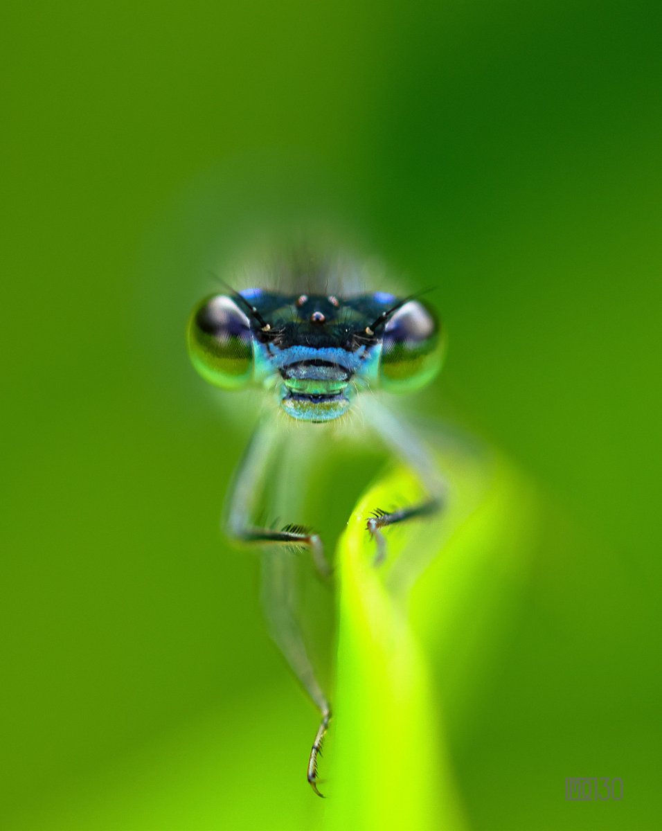 ....is it a ghost alien   👽😲🤔😊
#Macrohour 
#Macrophotography 
#Makrofotografie 
#Naturfotografie