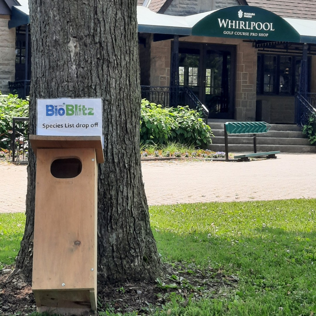 See how @NiagaraParks is kick starting their BiotBlitz at Whirlpool Golf Course today!: notllocal.com/local-news/gol… 🦗Feeling inspired? Join the #BioBlitz action! Register here: auduboninternational.org/bioblitz/ @BioBoostNest #AudubonInternational #ACSPforGolf #TurfTwitter