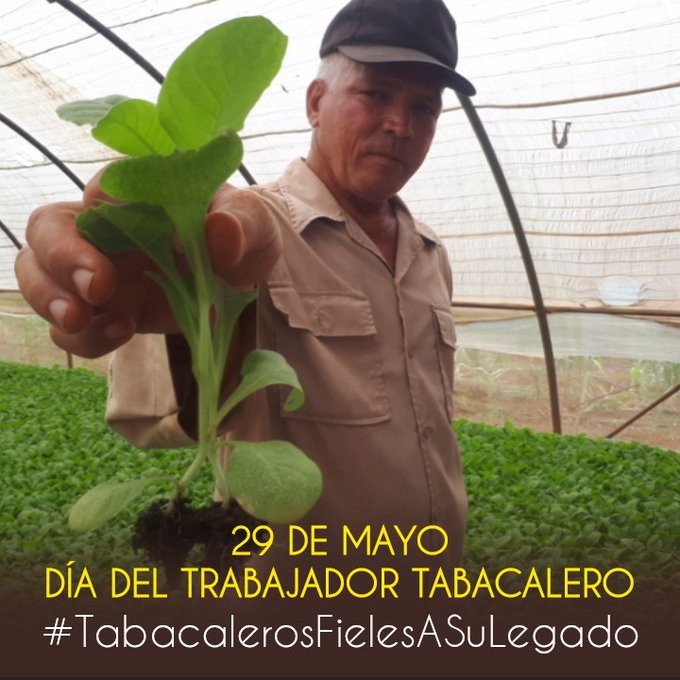 Cada 29 de mayo se celebra en #Cuba el Día del Trabajador Tabacalero, como homenaje al natalicio del dirigente obrero Lázaro Peña. El @CncaAzcuba felicita a los trabajadores del #Tabaco en su día. #Azucareros #CNCA @GAzcuba #GenteQueSuma #UnidosPorCuba