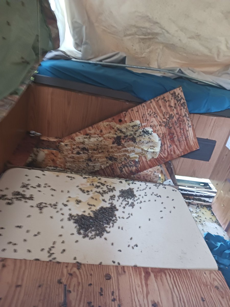 Phoenix2099f's tweet photo. @kasizil Bee hive I had 2 gi harvest out my buddy's cmper https://t.co/gGkHaZ9slq