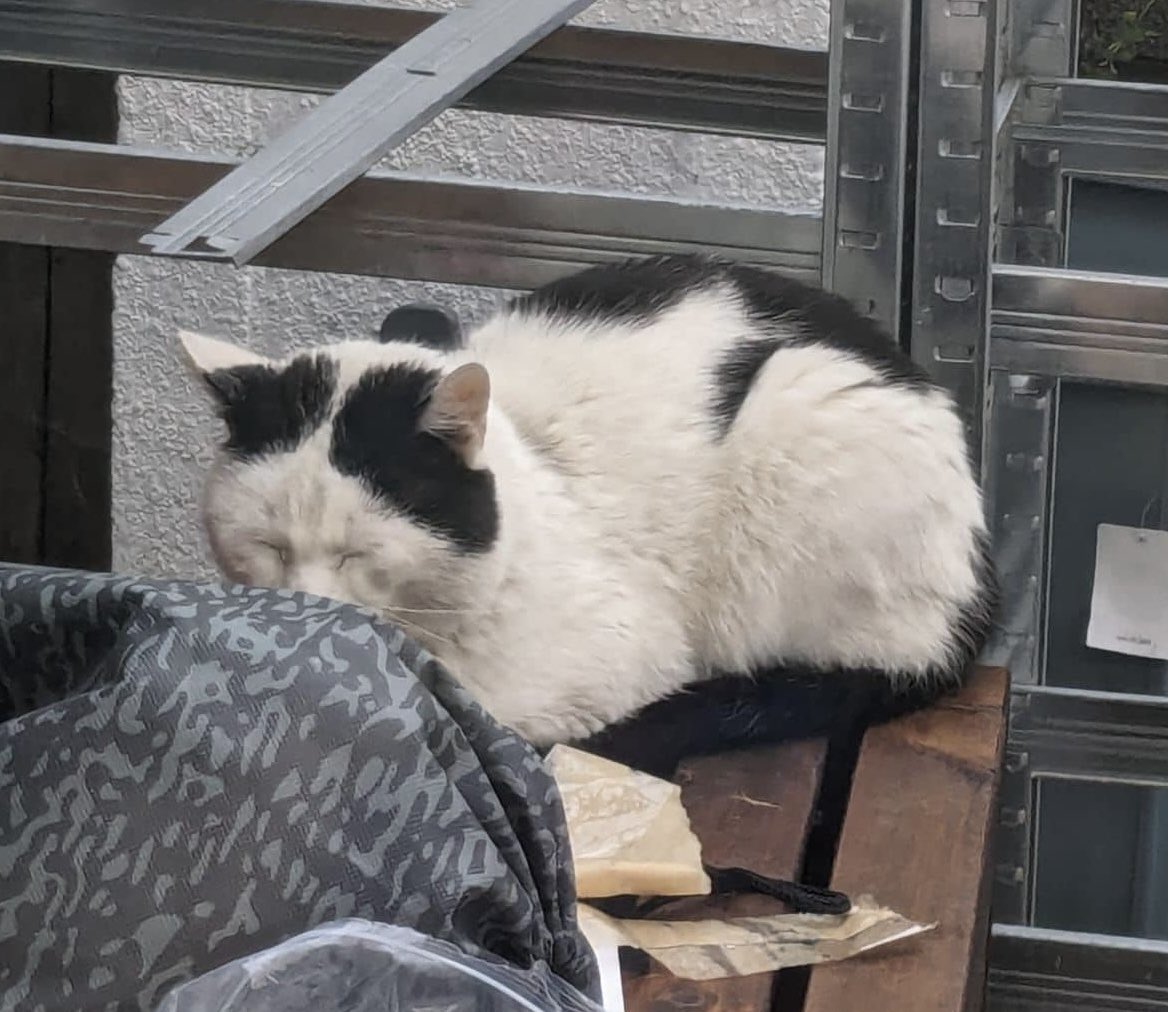#FoundCats This cat has been reported to us as a possible stray on Lynton Road, #Chesham. If you know who may own him/her or have seen this cat around, please do get in touch by PM or by email to welfare@chiltern.cats.org.uk Thank you #CatsOfTwitter #CatsOfX