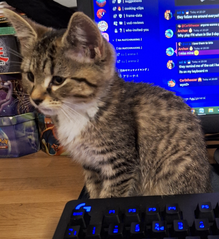 lynx_soleilssb's tweet photo. I'm pleased to announce that I have names for the kittens:

Girl: Soleil (means sunny in French, name was inspired cause I called her "my little ray of sunshine")

Boy: Asta (means star in Greek, name means divine strength/star-like)

Both names based on the theme of stars :)) https://t.co/JJmMgKW7Nn
