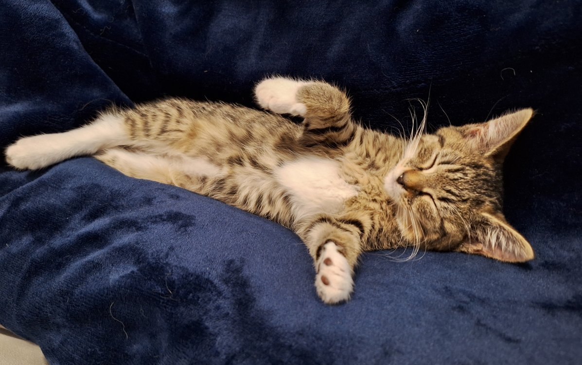 lynx_soleilssb's tweet photo. I'm pleased to announce that I have names for the kittens:

Girl: Soleil (means sunny in French, name was inspired cause I called her "my little ray of sunshine")

Boy: Asta (means star in Greek, name means divine strength/star-like)

Both names based on the theme of stars :)) https://t.co/JJmMgKW7Nn