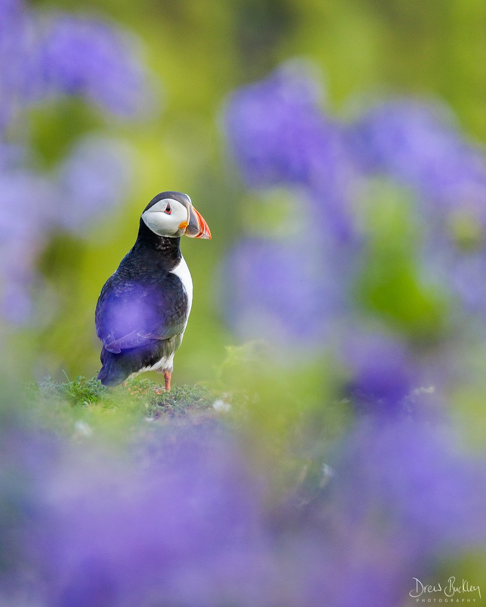 Catching up on editing backlog from the past month, the bluebells on Skomer are definitely past their best but a few weeks ago, they were absolutely lovely - here's a puffin portrait framed by some of the bluebell flowers

R5 / RF 100-500mm

#pembrokeshire #skomer #puffin #canon