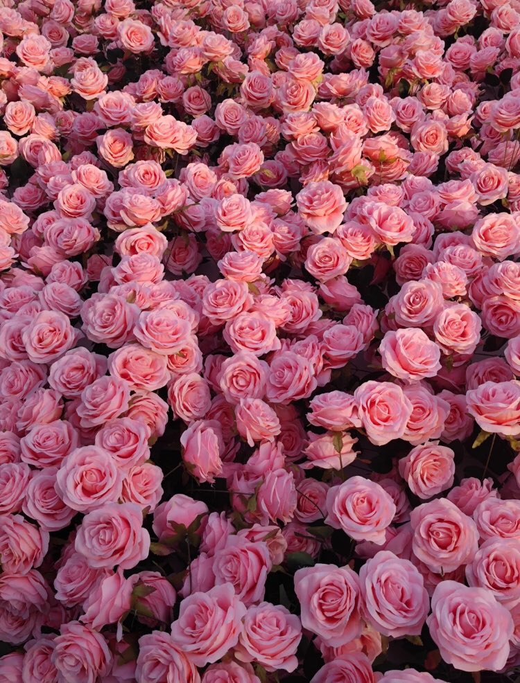 piinkibun's tweet photo. ocean of roses https://t.co/IWASENr5fU