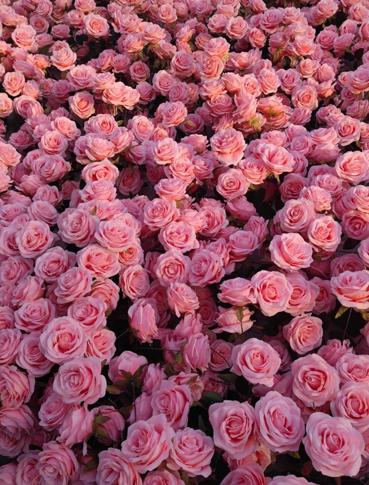 ocean of roses