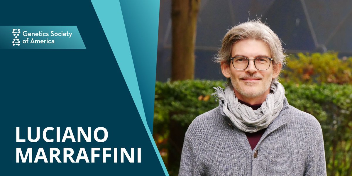 HHMI (@hhminews) on Twitter photo Cheers to HHMI Investigator Luciano Marraffini of <a href="/RockefellerUniv/">Rockefeller University</a> for being awarded the 2024 <a href="/GeneticsGSA/">Genetics Society of America</a> Medal.👏
Marraffini showed how CRISPR-Cas systems destroy genetic targets with precision, paving the way for gene editing technology development.
genestogenomes.org/a-microbiologi… Cheers to HHMI Investigator Luciano Marraffini of <a href="/RockefellerUniv/">Rockefeller University</a> for being awarded the 2024 <a href="/GeneticsGSA/">Genetics Society of America</a> Medal.👏
Marraffini showed how CRISPR-Cas systems destroy genetic targets with precision, paving the way for gene editing technology development.
genestogenomes.org/a-microbiologi…