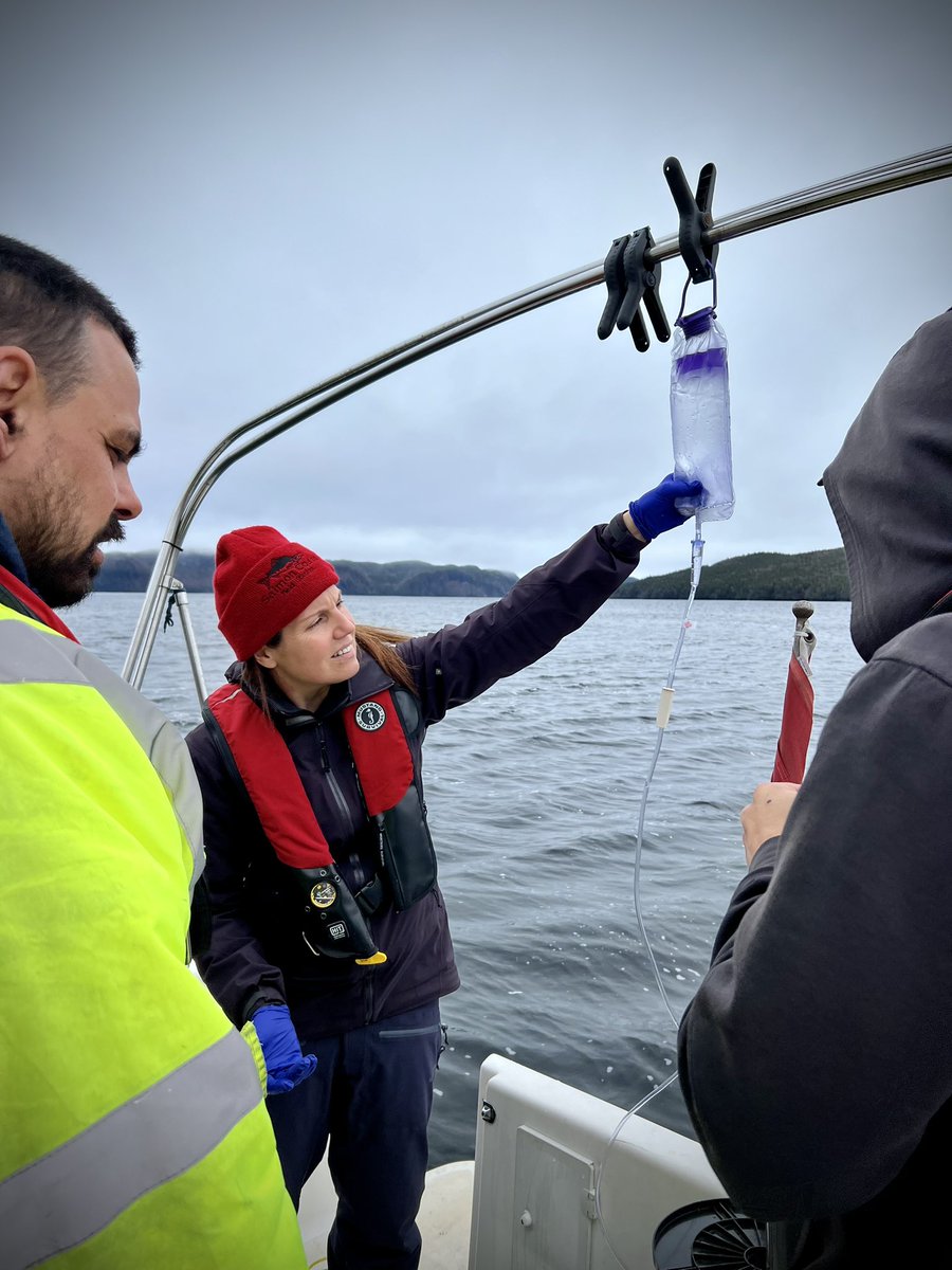 alex_schmill's tweet photo. Sampling for environmental DNA 🧬 in search of Species at Risk and assess biodiversity in the South Coast Fjords of Newfoundland. A big thank you to the Miawpukek First Nation, @HakaiInstitute, @WWFCanada and @cpawsnl for facilitating this work. Exciting things to come! #eDNA https://t.co/cCt6vYlq54