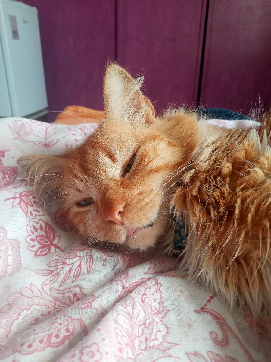 ☆ 𝑾𝒂𝒊𝒇𝒖 𝑮𝒂𝒚 ☆ tweet media