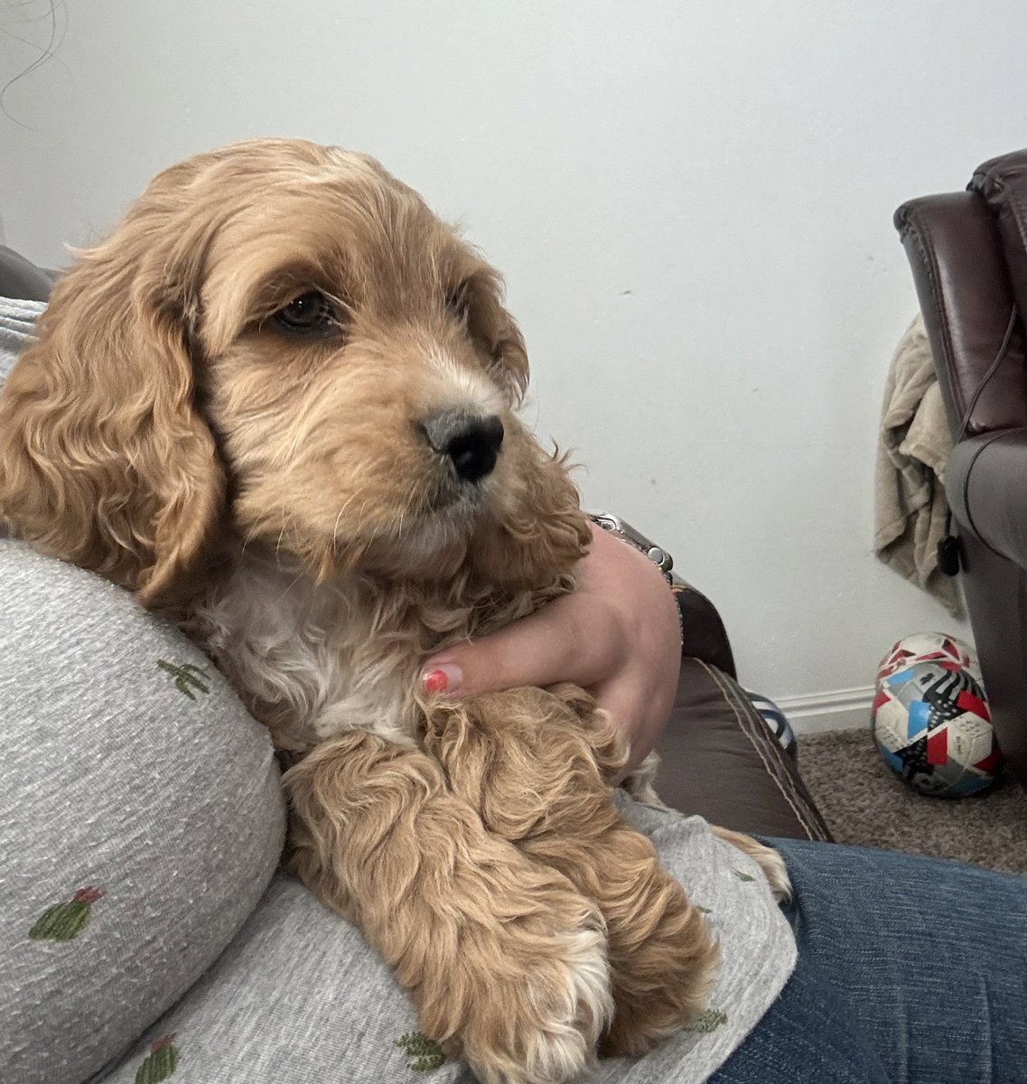 Very important that everyone see this Cavapoo puppy I got to hold yesterday. His name is Freddie