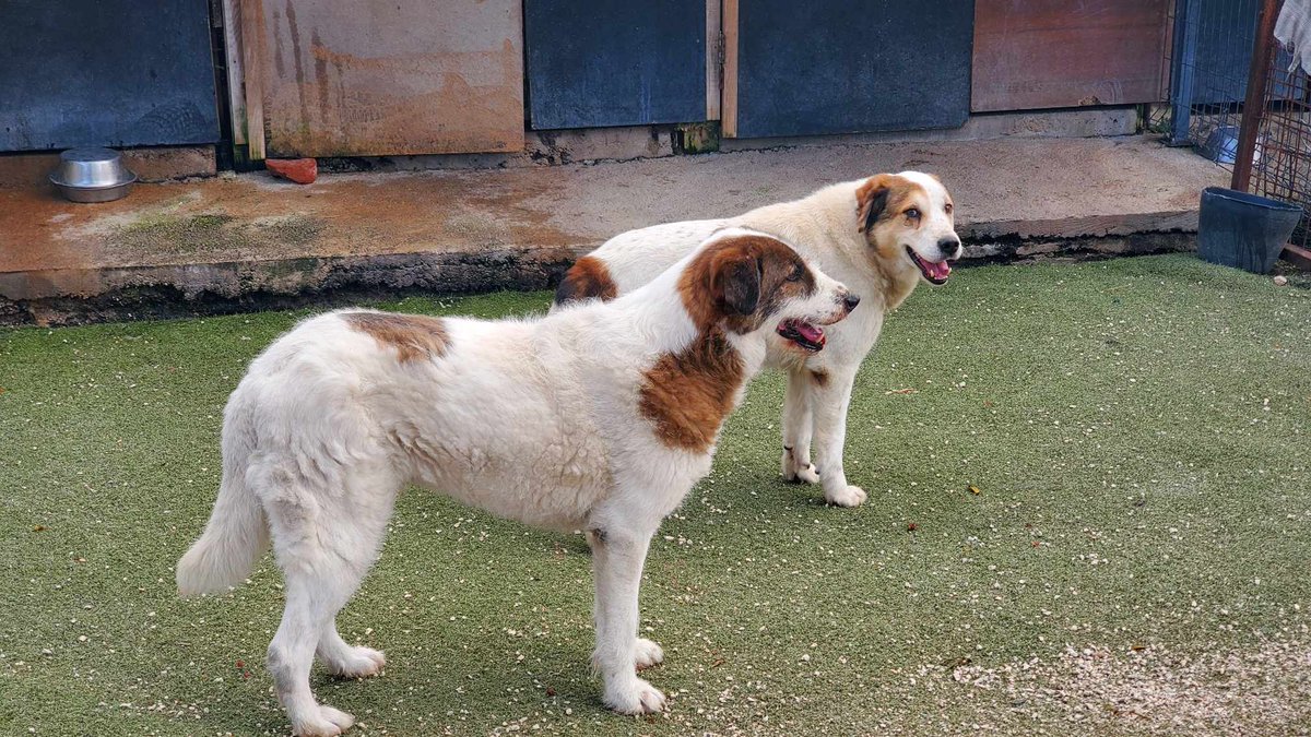 #rehomehour ARMI & ALON have just popped by to say hello from the Hope VMS Shelter. They have been waiting so long. They need a loving home experienced with nervous rescue dogs as they still struggle with the trauma of being caught by the dog catchers. A proper home will be very