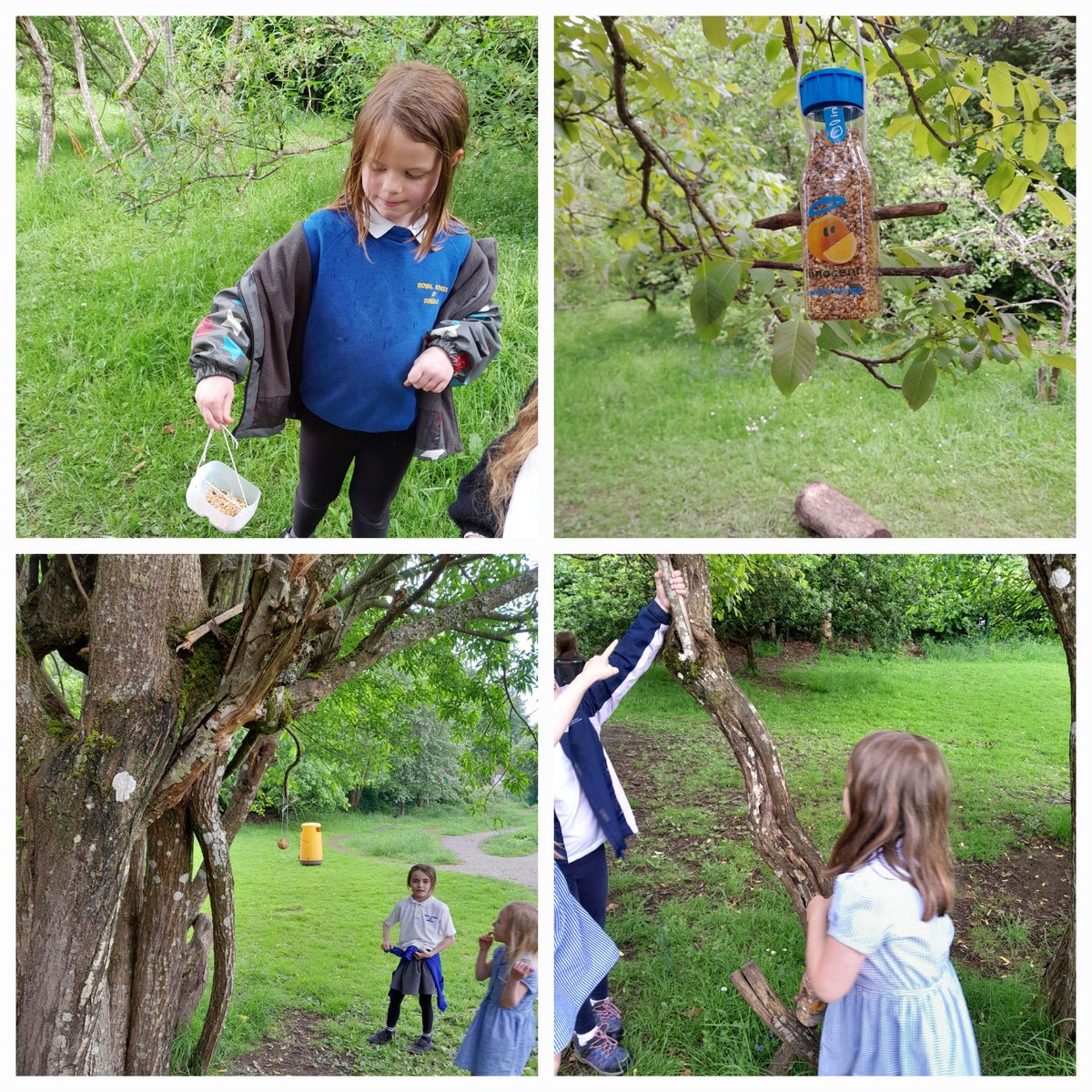 The Royal School of Dunkeld (@royaldunkeldps) on Twitter photo Our Eco Warriors were out in full force this week. They made bird feeders from plastic bottles and apples. They then hung them from the playground trees for the birds to enjoy. <a href="/PKCnurture/">PKC Nurture</a> <a href="/UNCRC/">Children's Right's</a> <a href="/OutClassScot/">OutdoorClassrooms.Scot</a> Our Eco Warriors were out in full force this week. They made bird feeders from plastic bottles and apples. They then hung them from the playground trees for the birds to enjoy. <a href="/PKCnurture/">PKC Nurture</a> <a href="/UNCRC/">Children's Right's</a> <a href="/OutClassScot/">OutdoorClassrooms.Scot</a>