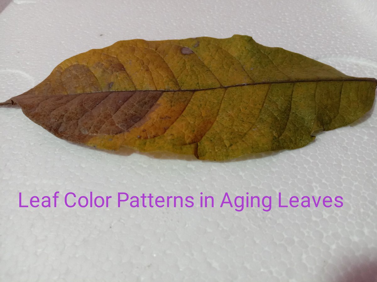 During aging and senescence the leaves of many temperate plants take on amazing patterns of color. This can only be discerned by looking very closely at the leaves.
#OldLeaf 
#LeafArt
#BestLeafCraft
#CreativeIdeas
#LeafArtHobby
#LeafArtImages 
#LeafArtForKids
#PressedLeafArts