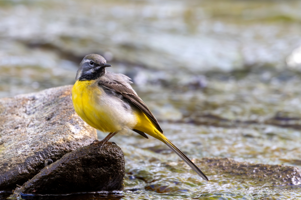 Grey Wagtail @BBCSpringwatch @BBCEarth @WildlifeTrusts @wildlife_uk @britishbirds @BirdGuides @CanonUKandIE @_BTO #TwitterNatureCommunity @natureslover_s @BirdWatchingMag @wildlife_photo #BBCWildlifePOTD #EOSR7