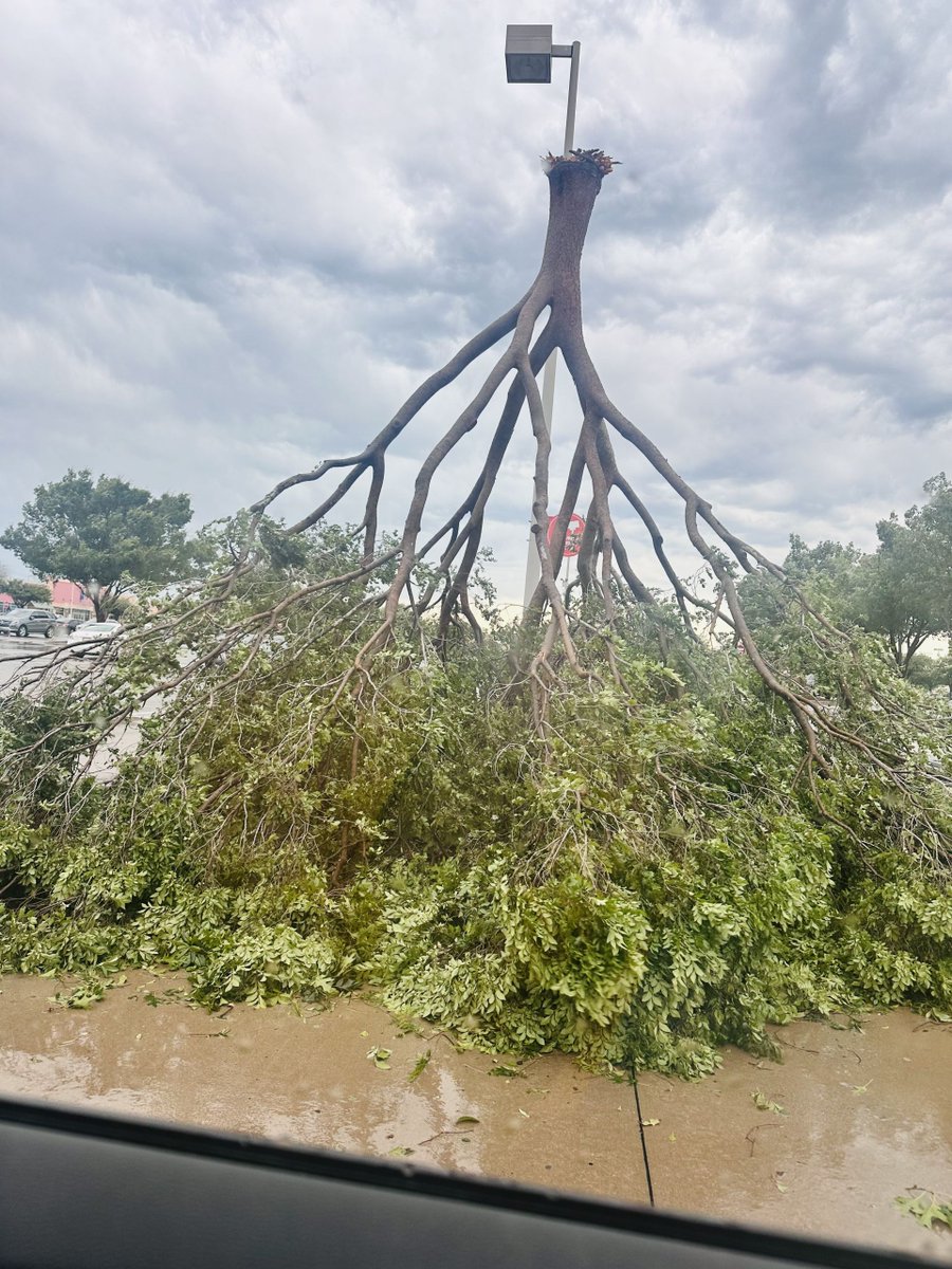 A tree landed upside down in a Target parking lot in Lewisville, where wind speeds exceeded 70 mph in this morning's storms. Highest DFW wind speeds and locations: wfaa.com/article/weathe… Photo via Amanda Capps