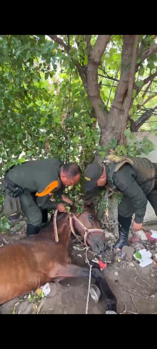 nokia_telefono's tweet photo. Mil gracias amis compañeros @YerlyMozo @andrespreciadop por la difusión ya la policía de carabineros acaba de 
Llevarse el caballo gracias x la presión a esta hp @SantaMartaDTCH q no hace un culo por los animales https://t.co/MUraQHHjRs