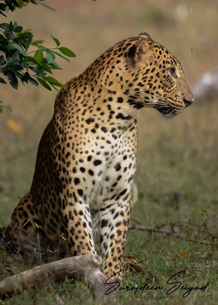 ImagingtheWilds's tweet photo. Male Leopard at Kumana National Park Sri Lanka 

#intothewild #leopardlovers #Nature_good #ColoursOfNature #leopard #catsofinstagram #IGNature #natgeotravel #naturegeography #photoart #NaturePics #wildlifephotos #fotograf #photographyart #Nature_Shooters #wildlifeconservation https://t.co/jL29CZboVh