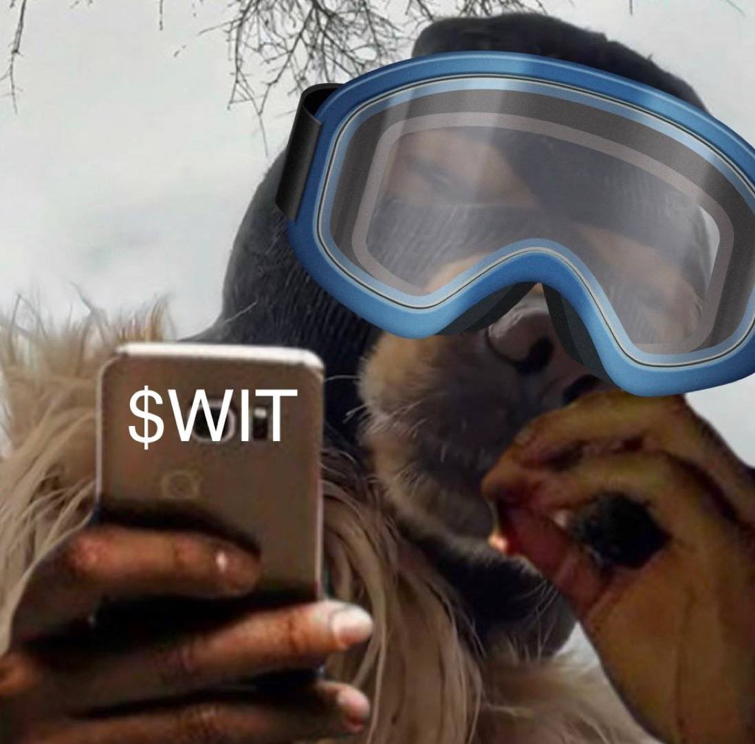 witcto's tweet photo. @JCRacefab @GetXTrending @pepeinadogswld @aguyinamemeswor @yachtyonaboat @bazingahappy Even the dogs wanna hang $WIT this cat…. 

#base #WIF #memecoin https://t.co/9VO7sila1G