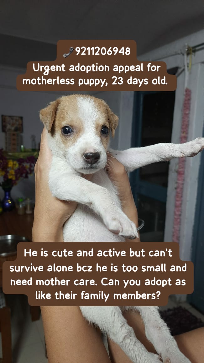Hello Guy's,
 Pls share this post sothat as soon get loving family home for motherless new born puppy 
📞9211206948
Location South Delhi