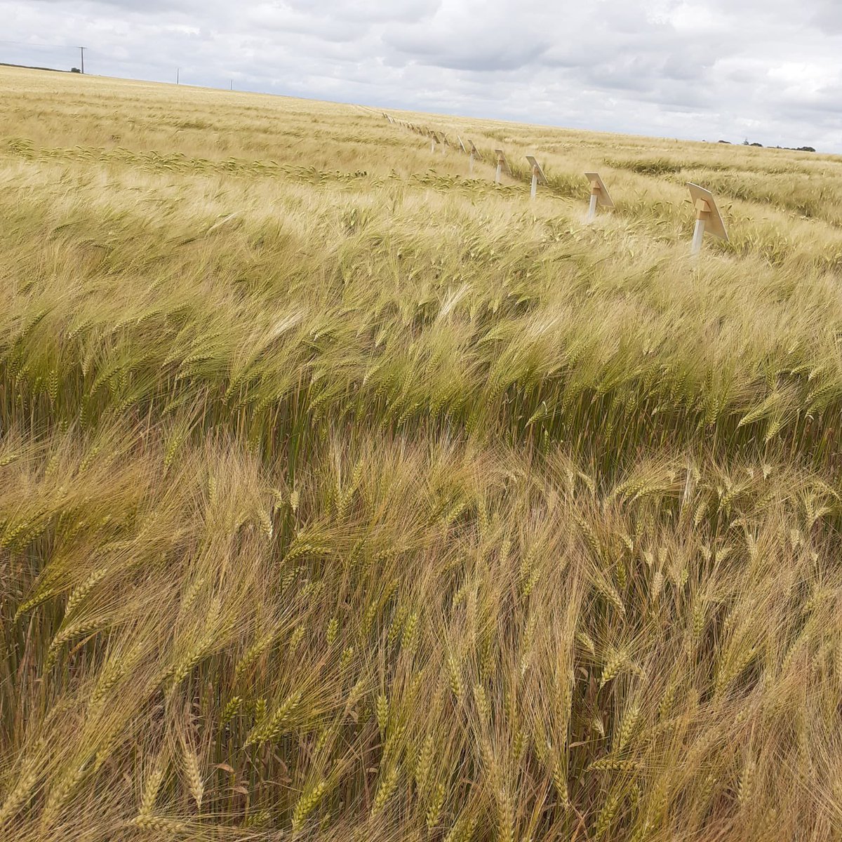 stefanie79 tweet media