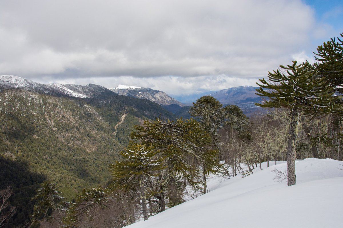 #ElÁrbolDeMiVida En el sur del sur tenemos a la araucaria, quien resiste con aplomo en dos cordilleras, mientras nos recuerda con su historia que la coexistencia entre ella y los humanos sí es posible ✨
es.mongabay.com/2024/05/arauca…

laderasur.com/articulo/espec… #NuestrosÁrbolesLatam