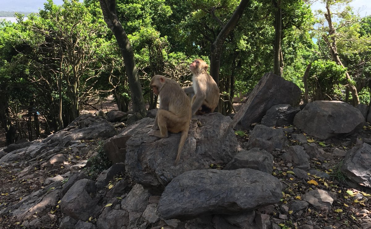 Congrats to Drs. Alejandra Ortiz, Susan Antón &amp; Kathleen Paul for an NSF to study internal and external shape of teeth in primates.
wp.nyu.edu/csho/